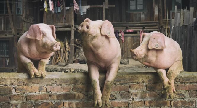В приватному секторі с. Опришени Глибоцького району зареєстрували випадок африканської чуми свиней