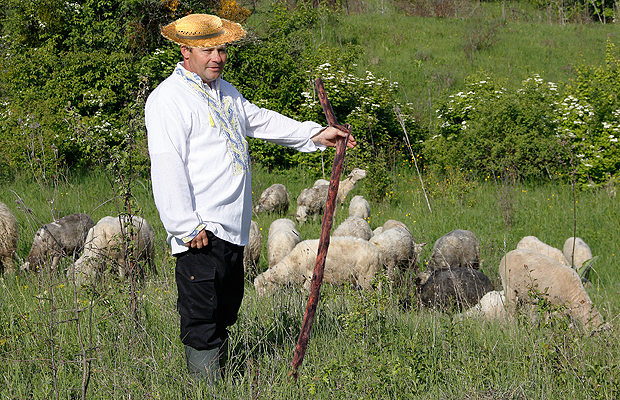 У Михайлівці відроджується вівчарство