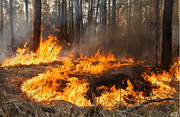 Підпал лісу у селі Кам’янка надав значних збитків