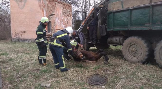 На Глибоччині рятувальники врятували коня який впав в каналізаційну яму