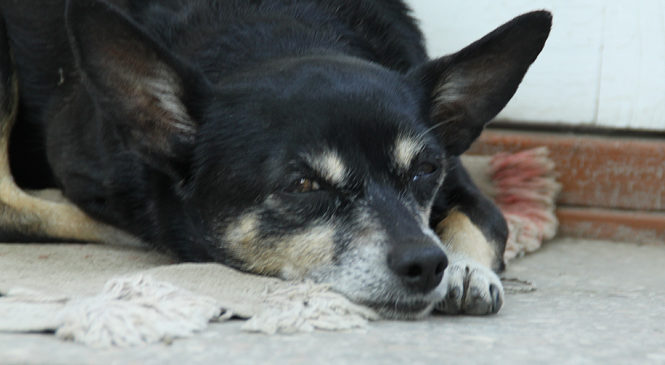 Бездомних собак вирішили порахувати і зменшувати їх кількість “гуманними методами”