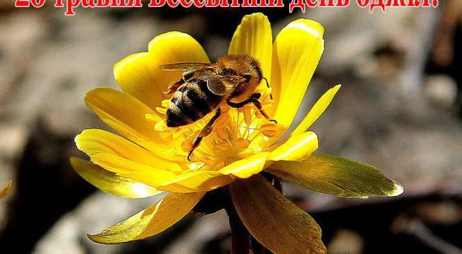 Сьогодні, за ініціативою ООН, відзначається Всесвітній день бджіл