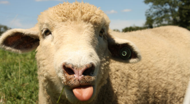 За  крадіжку овець – до місць позбавлення волі
