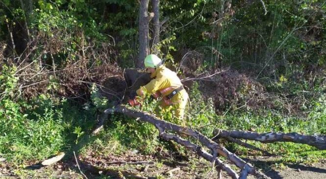 У період з 13 по 14 жовтня унаслідок поривів вітру в Чернівецькій області і зокрема у селі Просикуряни Глибоцького району було повалено дерево