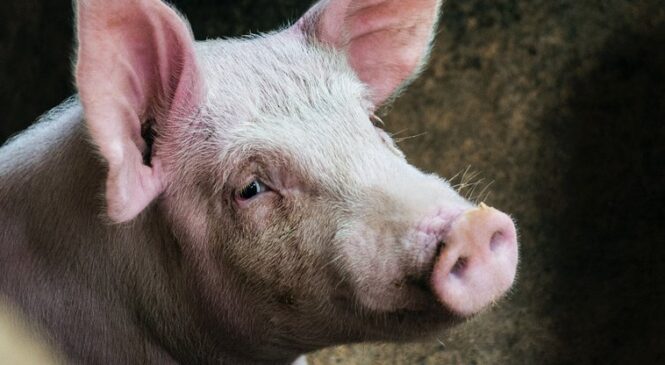 На Буковині від африканської чуми померли майже сім тисяч свиней. Їх почали забивати