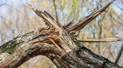 У Глибоцькому парку гілка, яка впала з дерева травмувала вагітну жінку