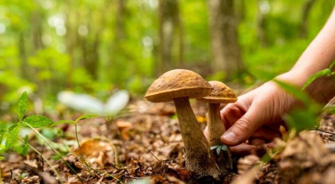 Любите ходити у ліс по гриби? Пам’ятайте кілька важливих правил