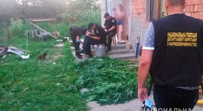 У жителя села Стрілецький Кут поліцейські вилучили майже дві сотні незаконно вирощених рослин конопель