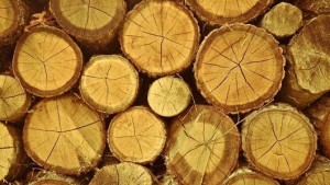 У Чернівецькому районі поліцейські задокументували незаконне перевезення  деревини