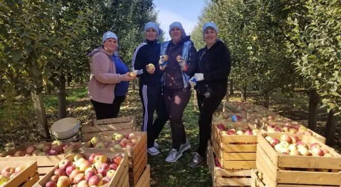 «Яблучний фест» у Глибоцькій територіальній громаді проходив з різноманітними конкурсами