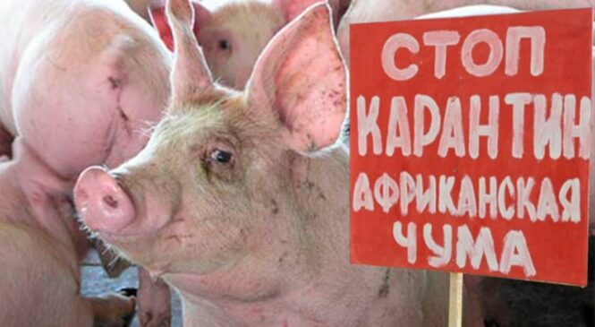 Африканську чуму у свині, що знайшли у селі Горбівці – підтвердили