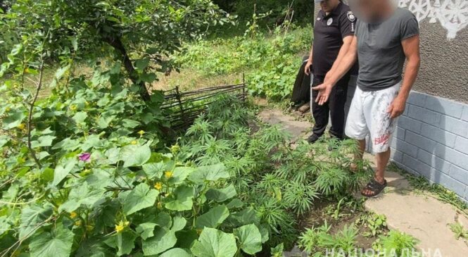 Працівники поліції викрили трьох буковинців, які займалися незаконним вирощуванням конопель
