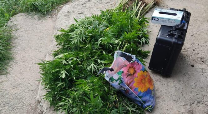 У жителя села Молодія, шо на Глибоччині,  поліцейські  викрили нарковмісні рослини