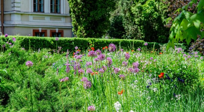 Відновити психологічний стан: у ботанічному саду Чернівців проводитимуть безкоштовні тематичні екскурсії