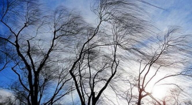 У Чернівцях та області очікується сильний вітер