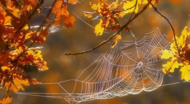 Синоптик повідомив, коли українцям очікувати бабиного літа