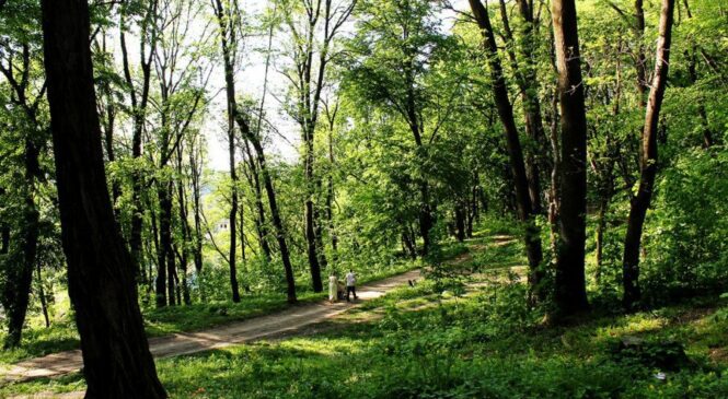 У Чернівцях оголосили бліцконкурс на благоустрій ще одного парку