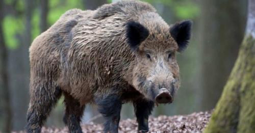 У мисливських угіддях Валякузьминського лісництва виявили випадки африканської чуми.
