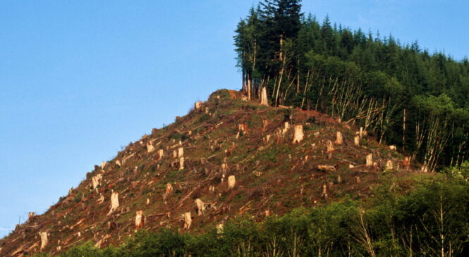 Кримінальна відповідальність за незаконну порубку лісу в Зруб-Комарівському лісництві