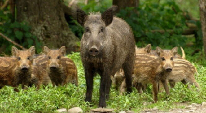Африканська чума свиней у Чернівецькій області: епідеміологи зняли карантин