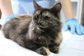 У Глибоці безжалісно всадили 2 кулі в кота