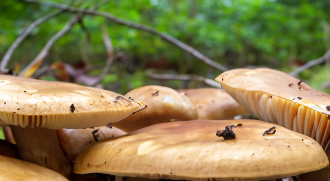 В Україні є 80 видів потенційно небезпечних грибів та як уникнути отруєння