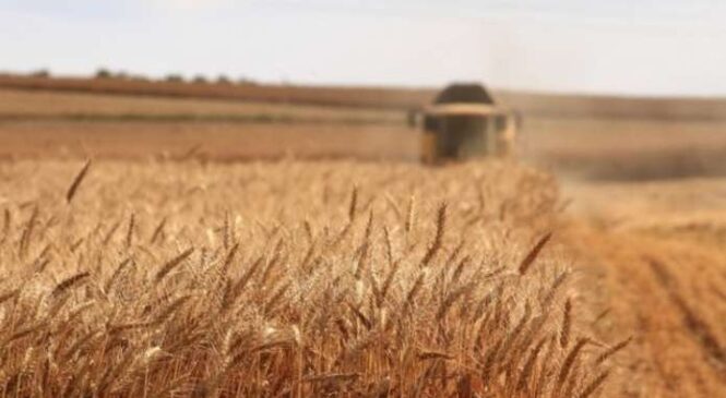 Жнива-2023: намолотили понад 27 мільйонів тонн зерна