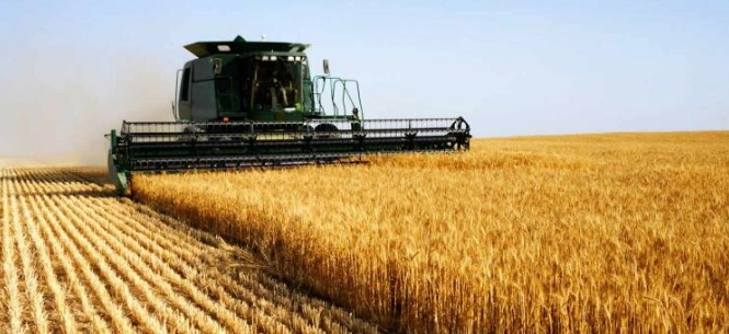 Сільськогосподарський успіх: на скільки Буковина наростила експорт товарів