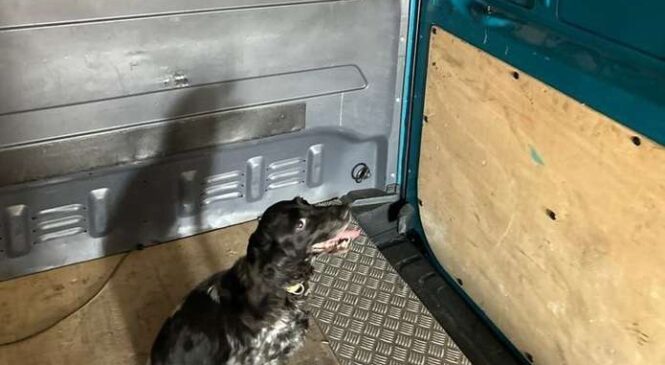 Службовий собака на буковинському кордоні виявив порушника, який перевозив наркотики