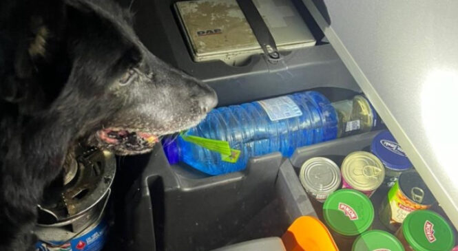 У Порубному службовий собака знайшов у вантажівці наркотики