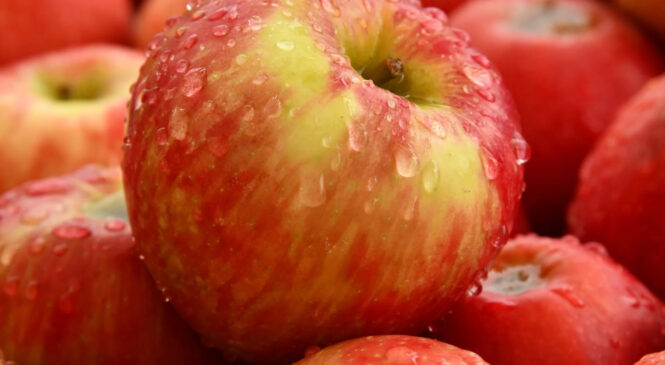Їжте свіжі яблука – якраз сезон! Чим вони корисні
