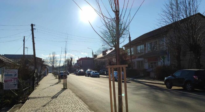 Днями, центр Глибоки прикрасили 26 молодих деревцят канадського клена