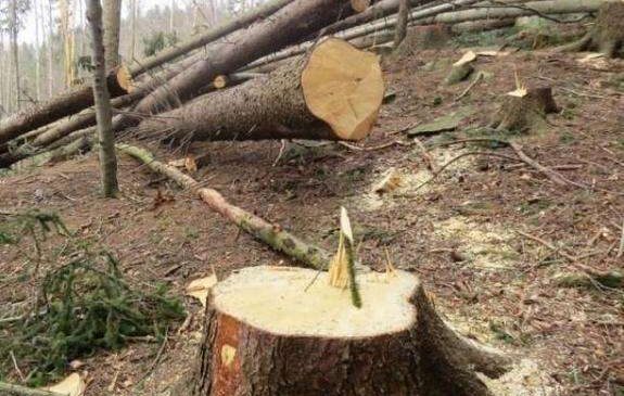Виявлено незаконну порубку захисної смуги деревини