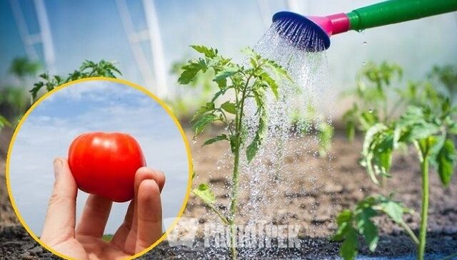 Як часто поливати помідори і яким способом найкраще це робити
