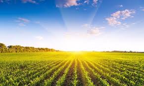 Судом конфісковано землі сільськогосподарського призначення, які належали іноземцям