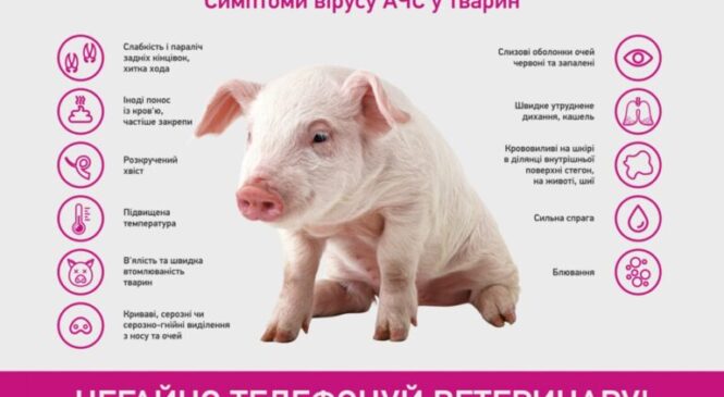 Важливо! Інформуємо щодо профілактики виникнення африканської чуми свиней
