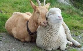 Дотації на утримання поголів’я корів, кіз та овець: як їх отримати фермерам