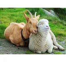 На Буковині посилюють заходи безпеки через чуму овець та кіз у Румунії