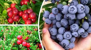 “Єжевіка, голубіка, клюква”. Як правильно називати ягоди українською