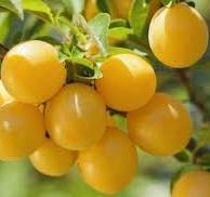 Скарб українських садів. Який фрукт зменшує старіння та підвищує імунітет