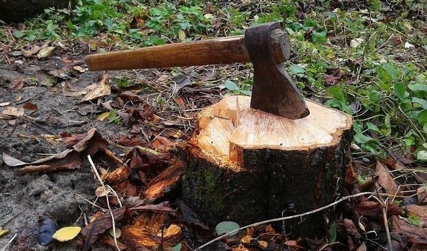 Вчинив не тільки самовільну рубку лісо деревини, а й спробу незаконного переправленні осіб через Державний кордон України