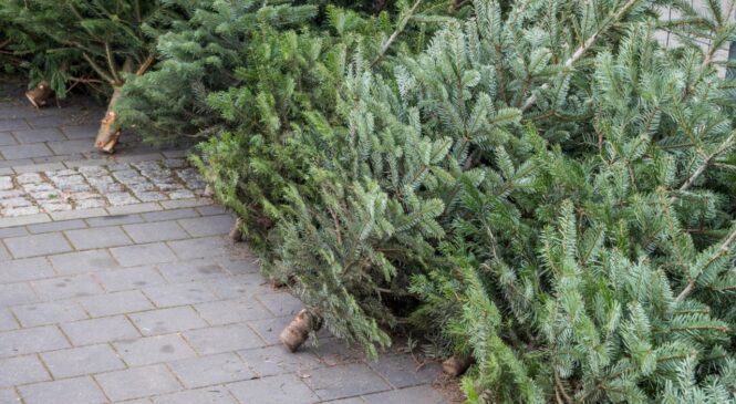 Яка відповідальність за нелегальний зруб ялинки в лісі