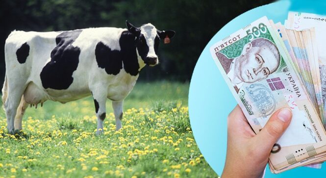 Українські фермери мають можливість отримати державні дотації за утримання великої рогатої худоби, кіз та овець