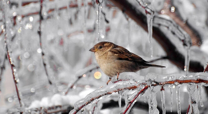Сьогодні вдень на Буковині очікується до 5° морозу