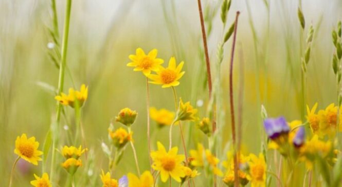 Хмарно з проясненнями та +20: якою буде погода 30 квітня у Чернівцях