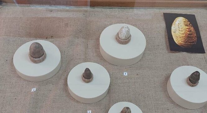 У Чернівецькому обласному краєзнавчому музеї відкрилася виставка «Тисячолітня писанка», де представлені унікальні писанки ХІ-ХІІ століть із фондів Археологічного музею Інституту українознавства ім. І. Крип’якевича НАН України у Львові