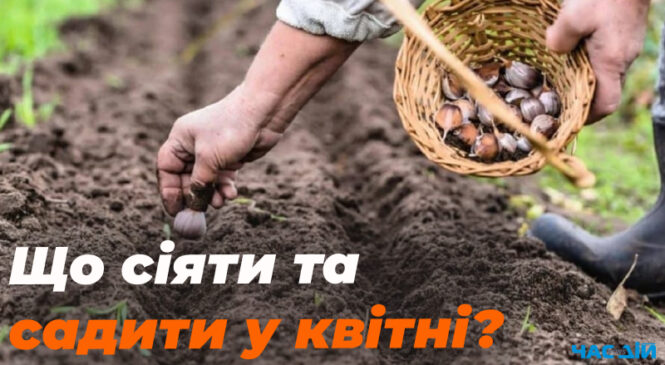 Що можна сіяти і садити у квітні: найкращі культури для дачі та городу