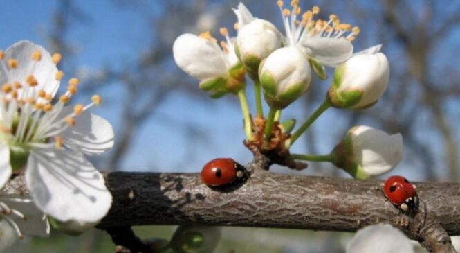 Якою буде погода у Чернівцях та області 29 квітня