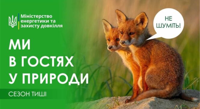 В Україні розпочинається «сезон тиші» у лісах: що заборонено