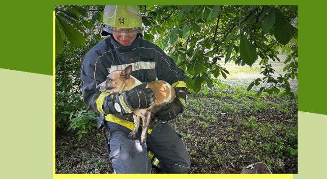 Безпритульний пес потрапив у каналізаційний колодязь у селищі Глибока вчора. Перехожі почули скавчання та викликали рятувальників, які оперативно визволили чотирилапого.